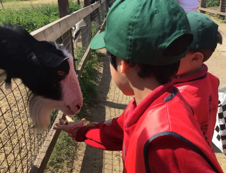 Kindergarteners feed goat