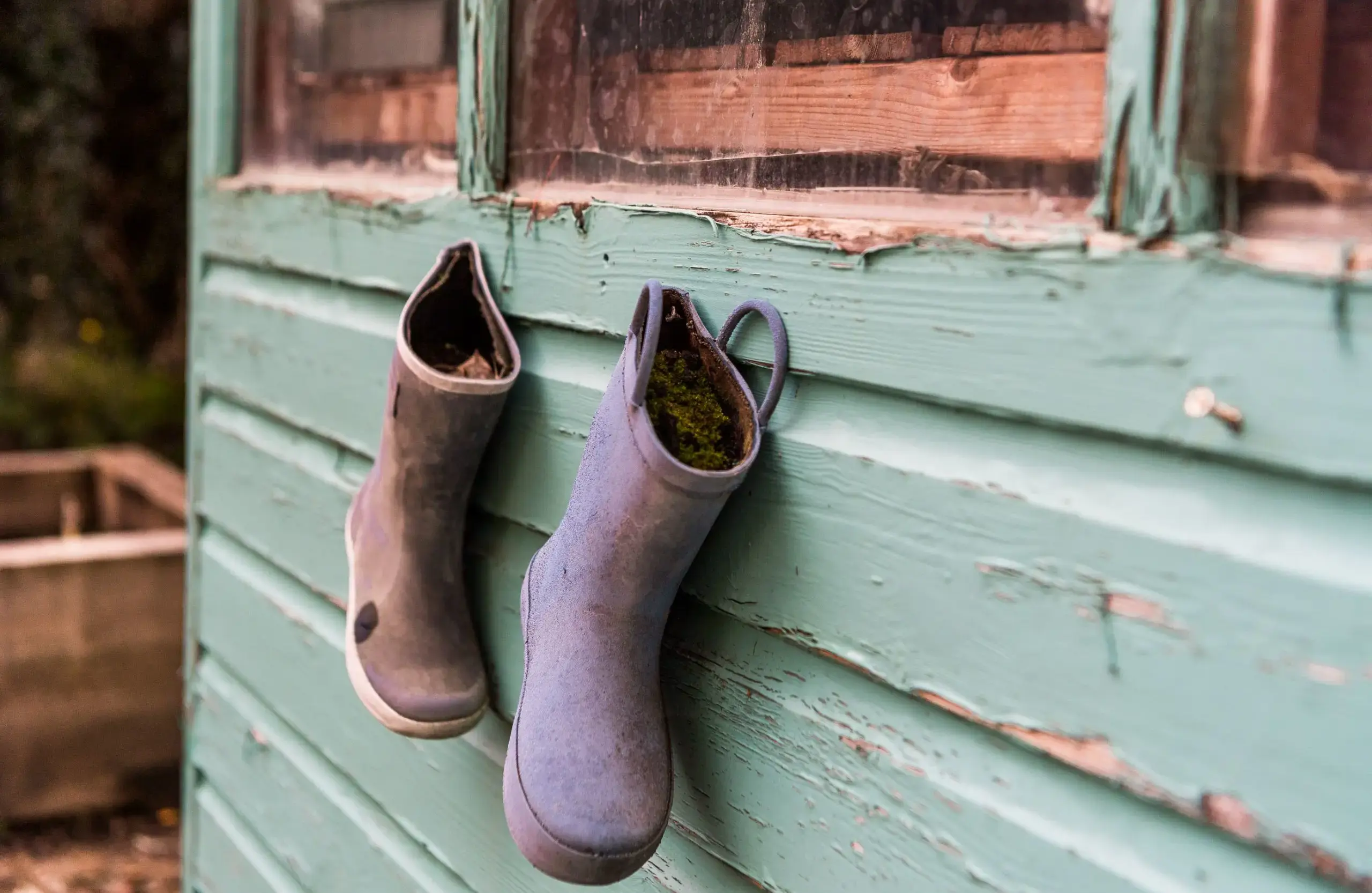 Gardening boots filled with potting soil