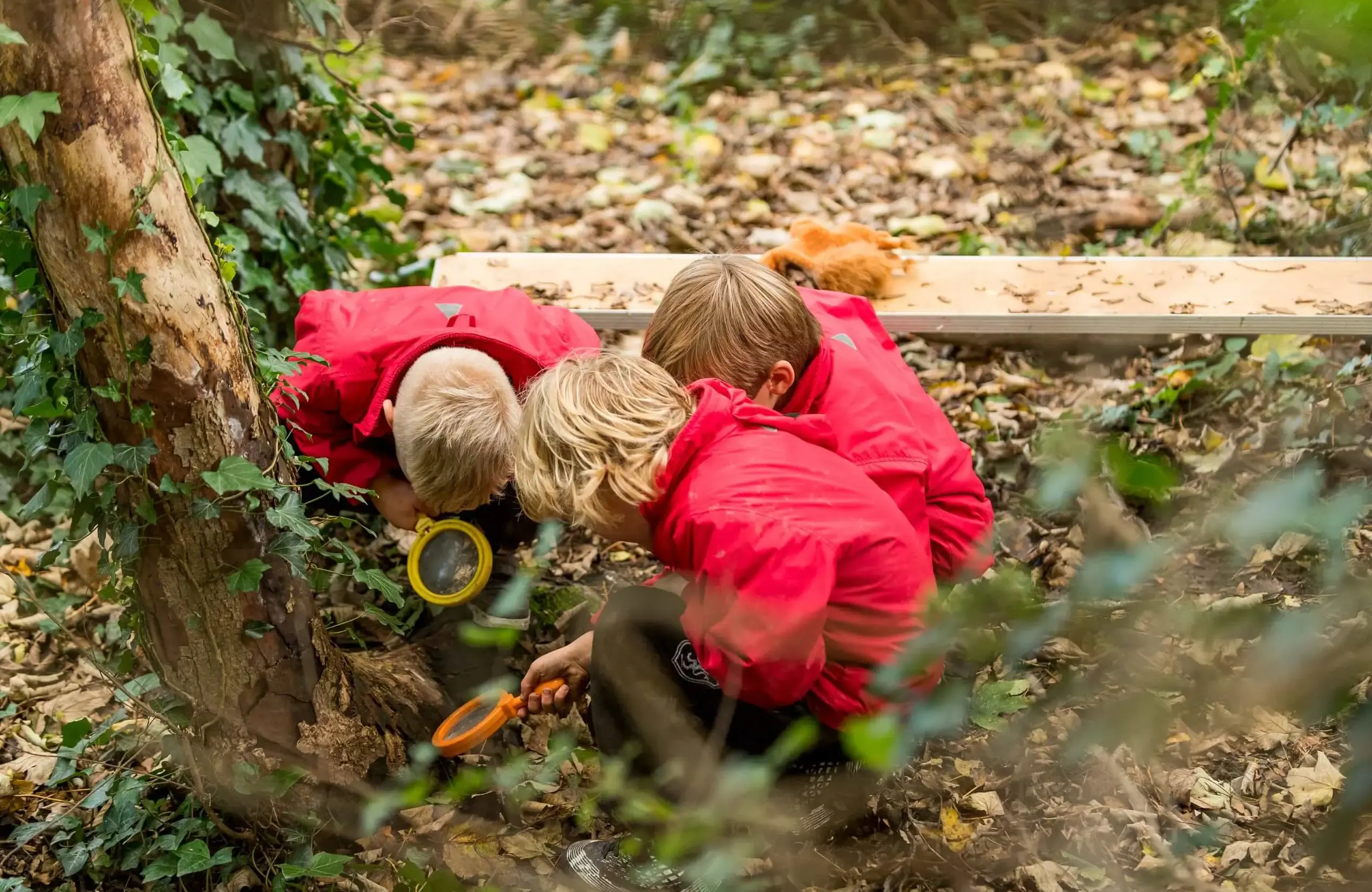 Shrewsbury House Pre-Prep students inspecting the roots of a tree with magnifying glasses.