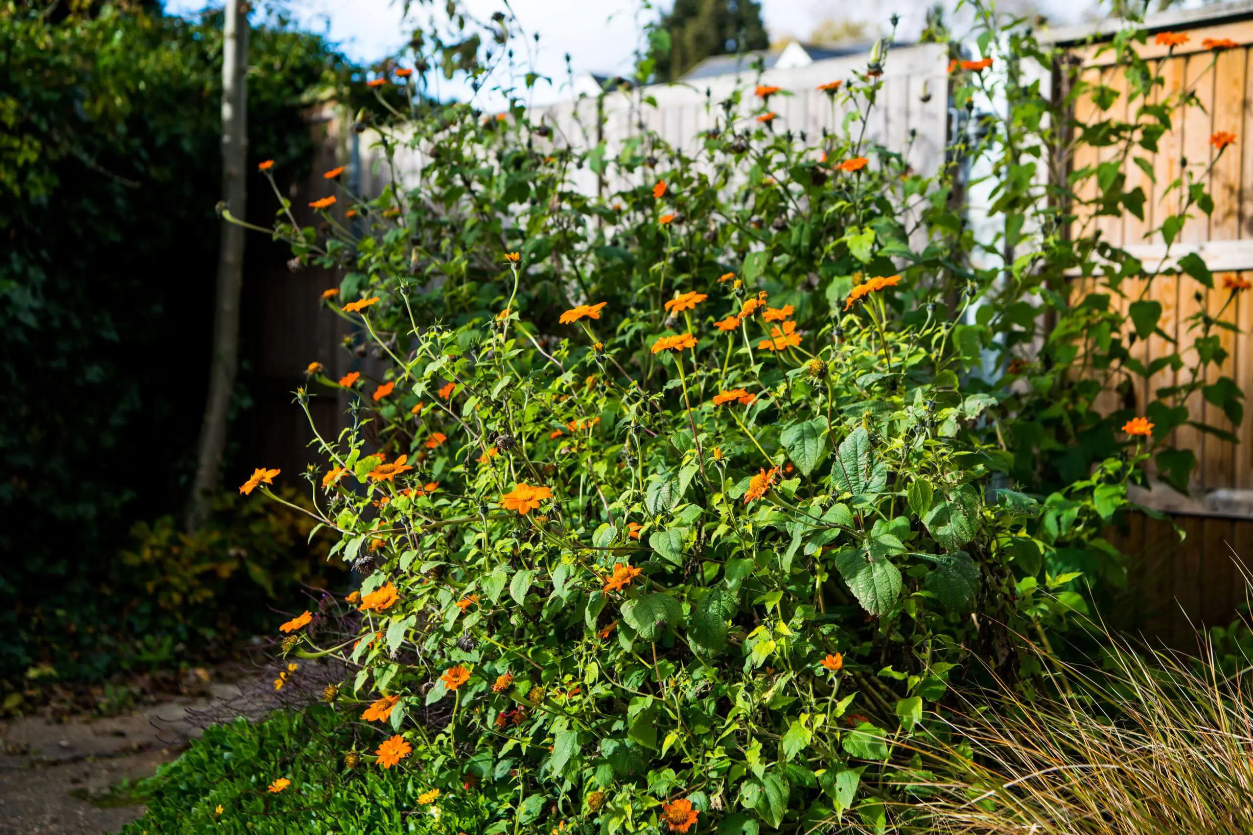 Flowering plant in Shrewsbury House Pre-Prep garden